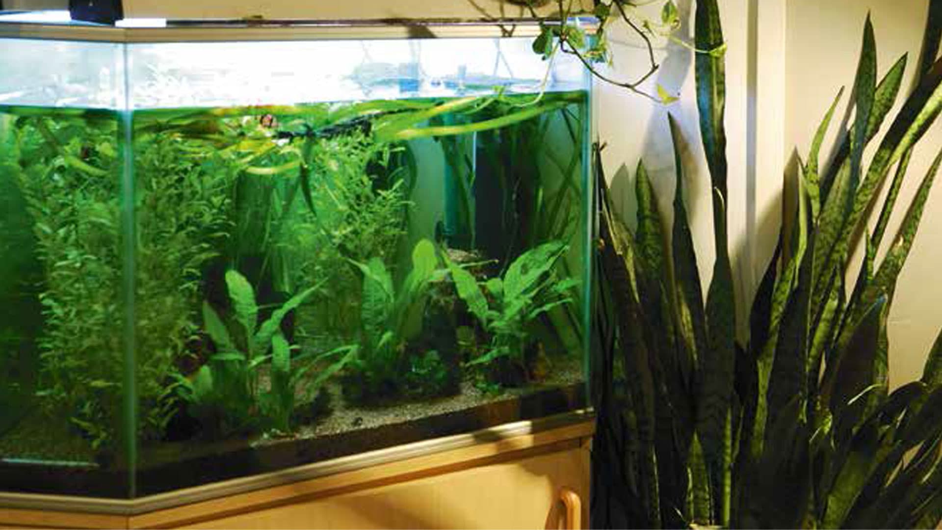 Lemmikkieläimet taloyhtiössä – säännöt ja vinkit sujuvaan yhteiseloon