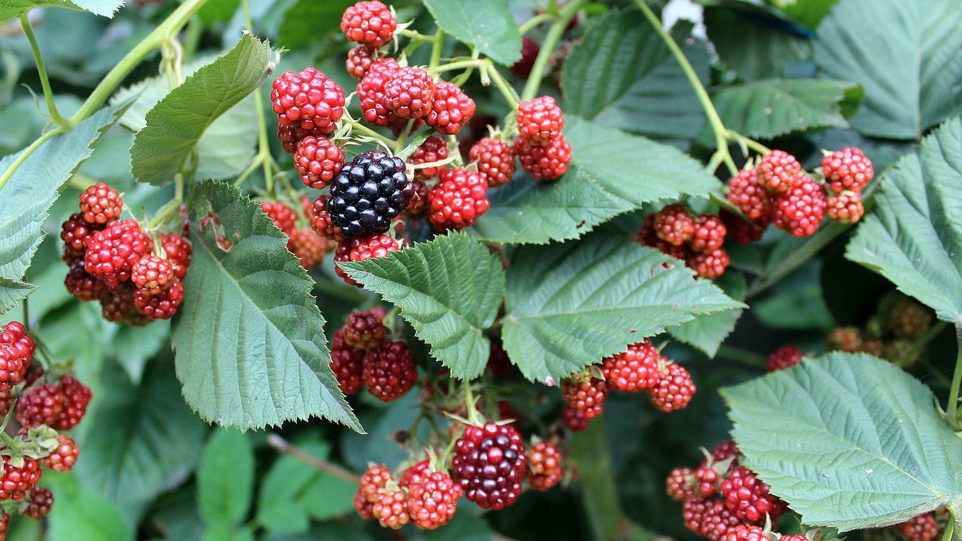 Hyvä marjasato alkaa oikeanlaisesta marjapensaiden hoidosta