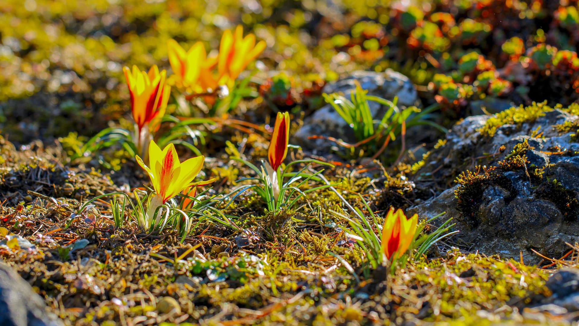 Heräävä kevät pukkaa porukat pihalle puuhailemaan