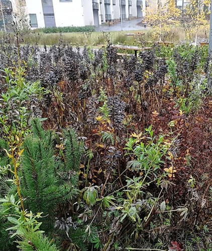 <p data-block-key="pemif">Valitettavan usein vastaantuleva piha-alue, jossa istutusalueita ei ole kitketty eikä puiden ja pensaiden hoidosta huolehdittu.</p>