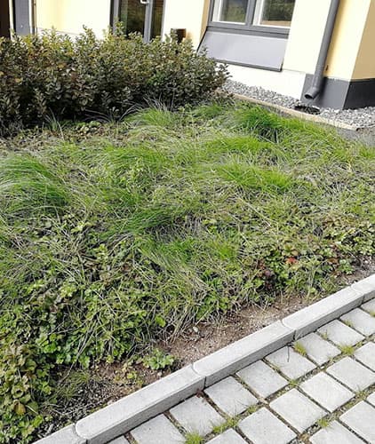 <p data-block-key="z1jol">Perennamatoista ja perennavaltaisista alueista kannattaa huolehtia hyvin, jotta nurmikko ja muut rikkakasvit eivät valtaa aluetta kuten kuvassa.</p>