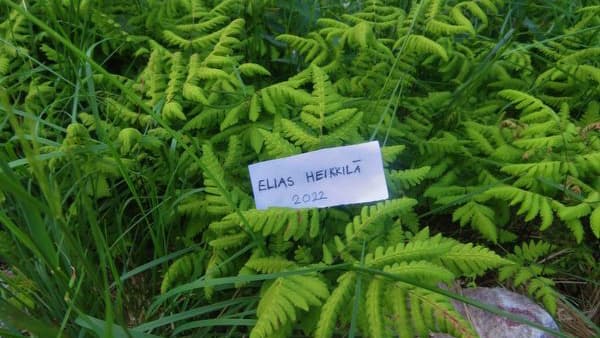 Mitä saniaisia nämä ovat? Asiantuntija vastaa