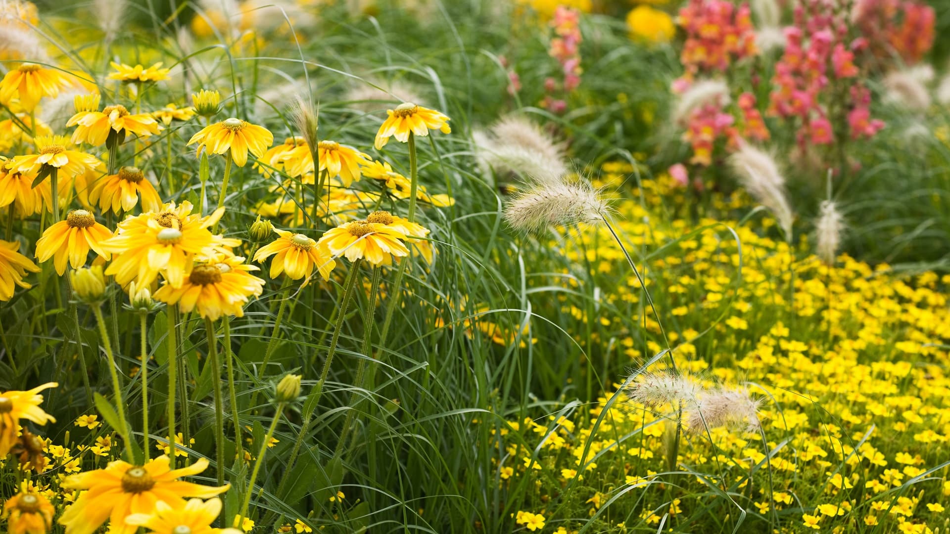 Perennat puutarhassa – perennaryhmien suunnittelu ei ole vaikeaa