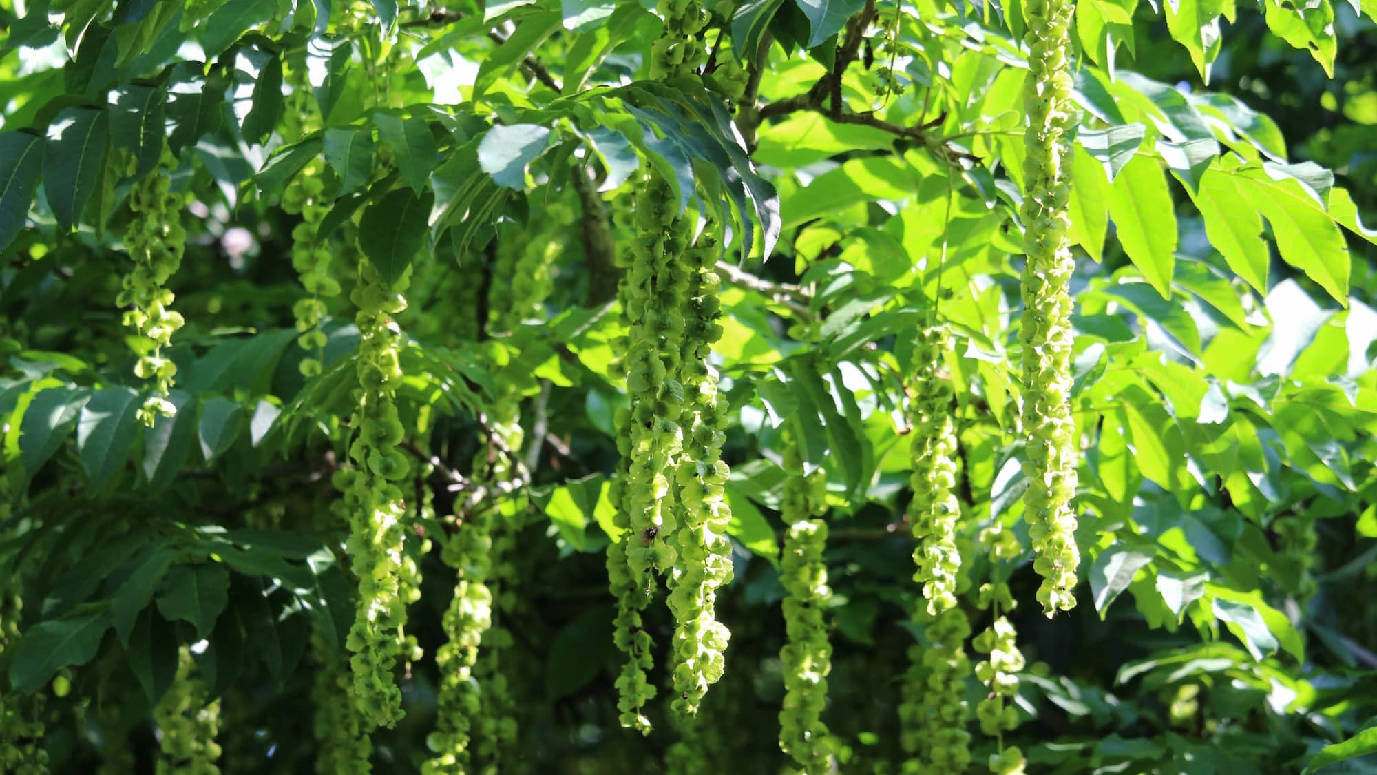 Puut muodostavat puutarhan katon