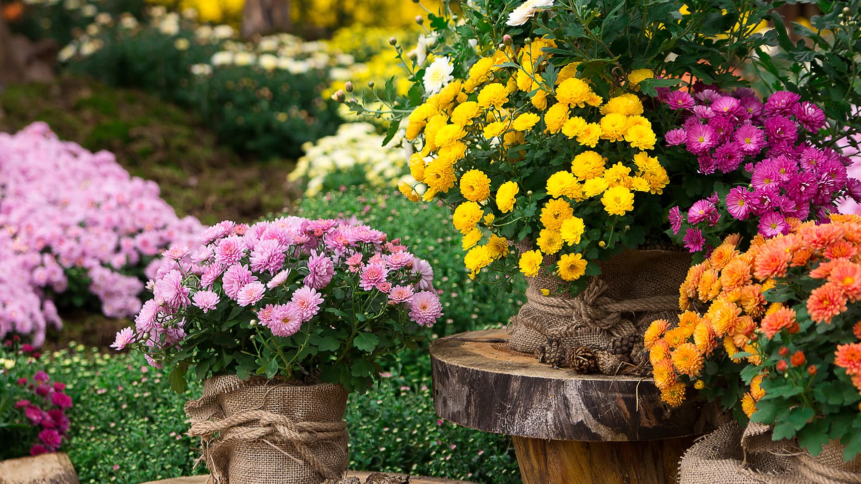 Syyskukilla tunnelmaa pimeneviin päiviin