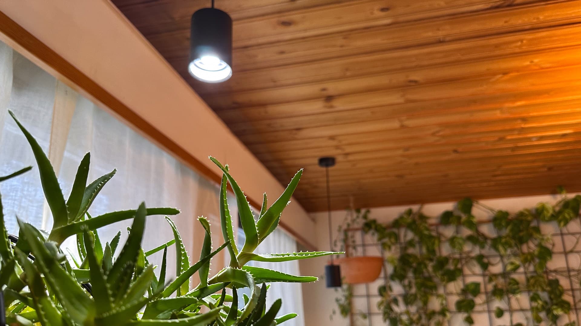 LedStore kasvivalaisin Fokus – säädettävä värilämpötila kaikkiin tarpeisiin