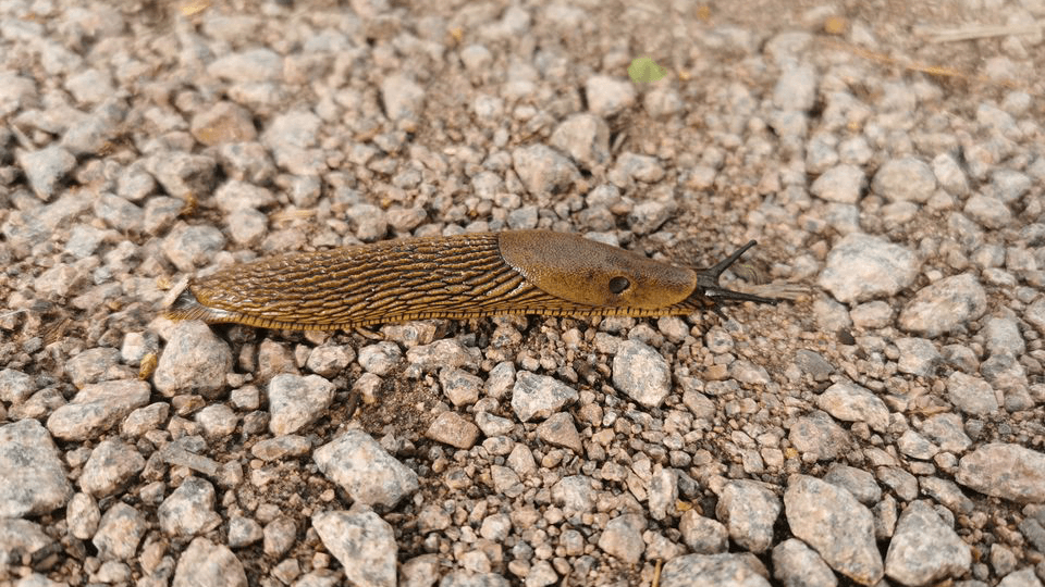 Espanjansiruetana aiheuttaa haittaa luonnolle, ei ihmisille tai lemmikeille