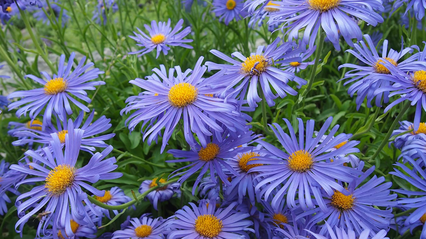 Perennat kukkivat keväästä syksyyn