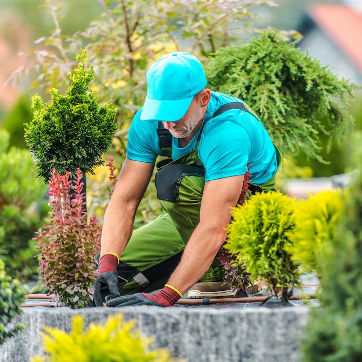<p data-block-key="fryf6">Kastelujärjestelmän asentaminen helpottaa istutuksen jälkeistä hoitoa.</p>