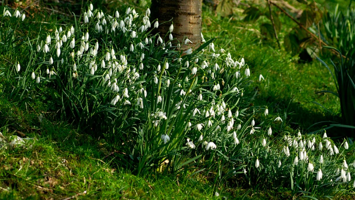 <p data-block-key="p5bn3">Lumikellojen muutaman sipulin ryppäistä kasvaa vähitellen kaunis kaulus puun juurelle.</p>