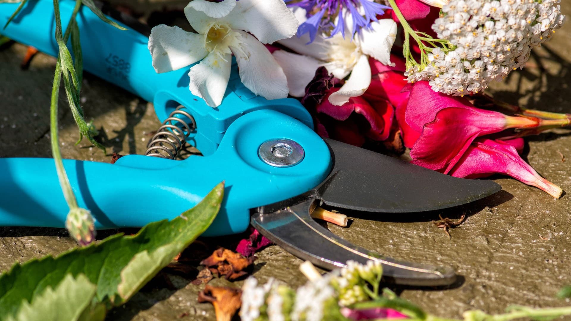 Oksasakset ovat jokaisen puutarhurin perusväline