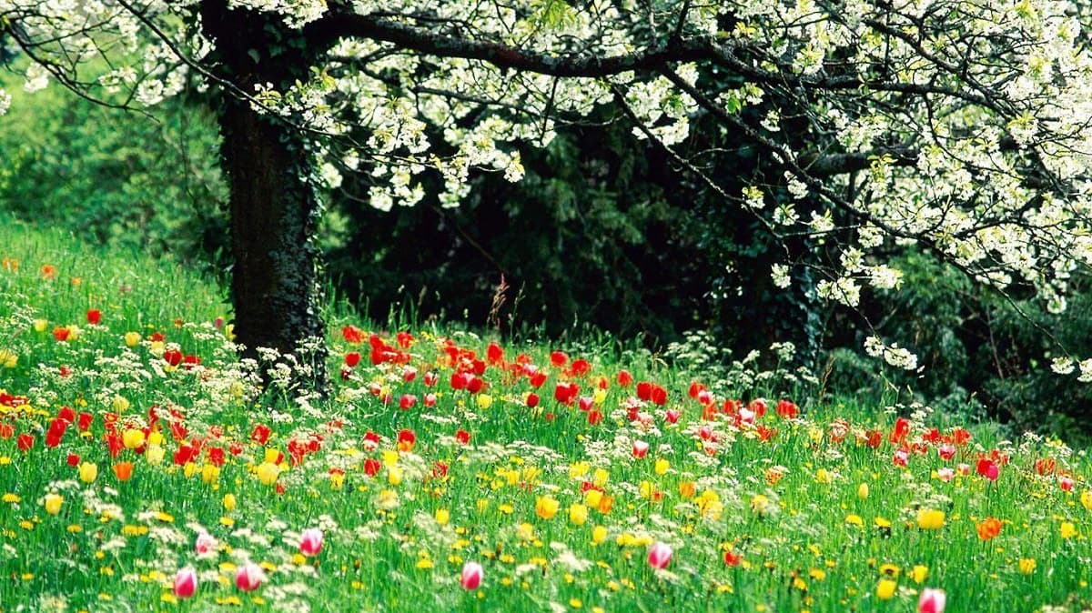 Valmista puutarha seuraavaan vuoteen kukkasipuleilla