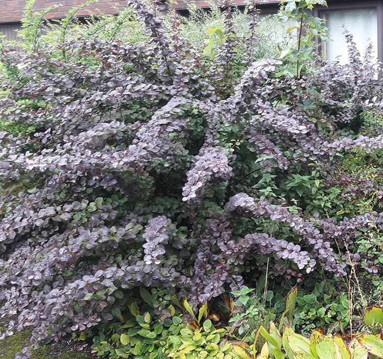 <p data-block-key="n8rlt">Kuvassa hurmehappomarja Berberis x ottawensis</p>