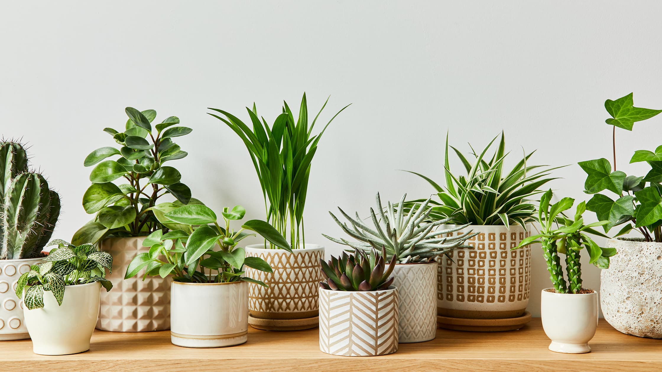 Anna kasveillesi parasta; Biolan Altakastelumulta