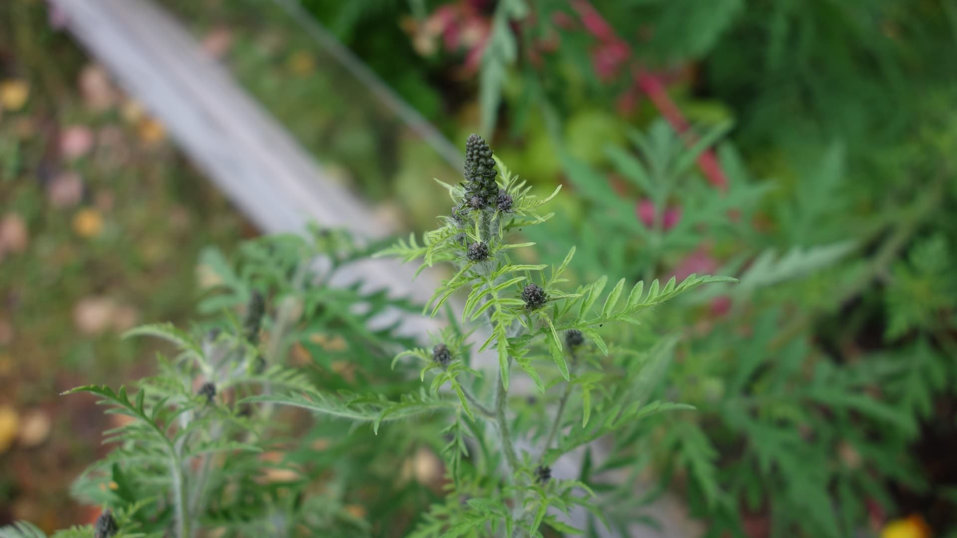 Tuoksukki aiheuttaa oireita – siitepölymäärät selvässä nousussa