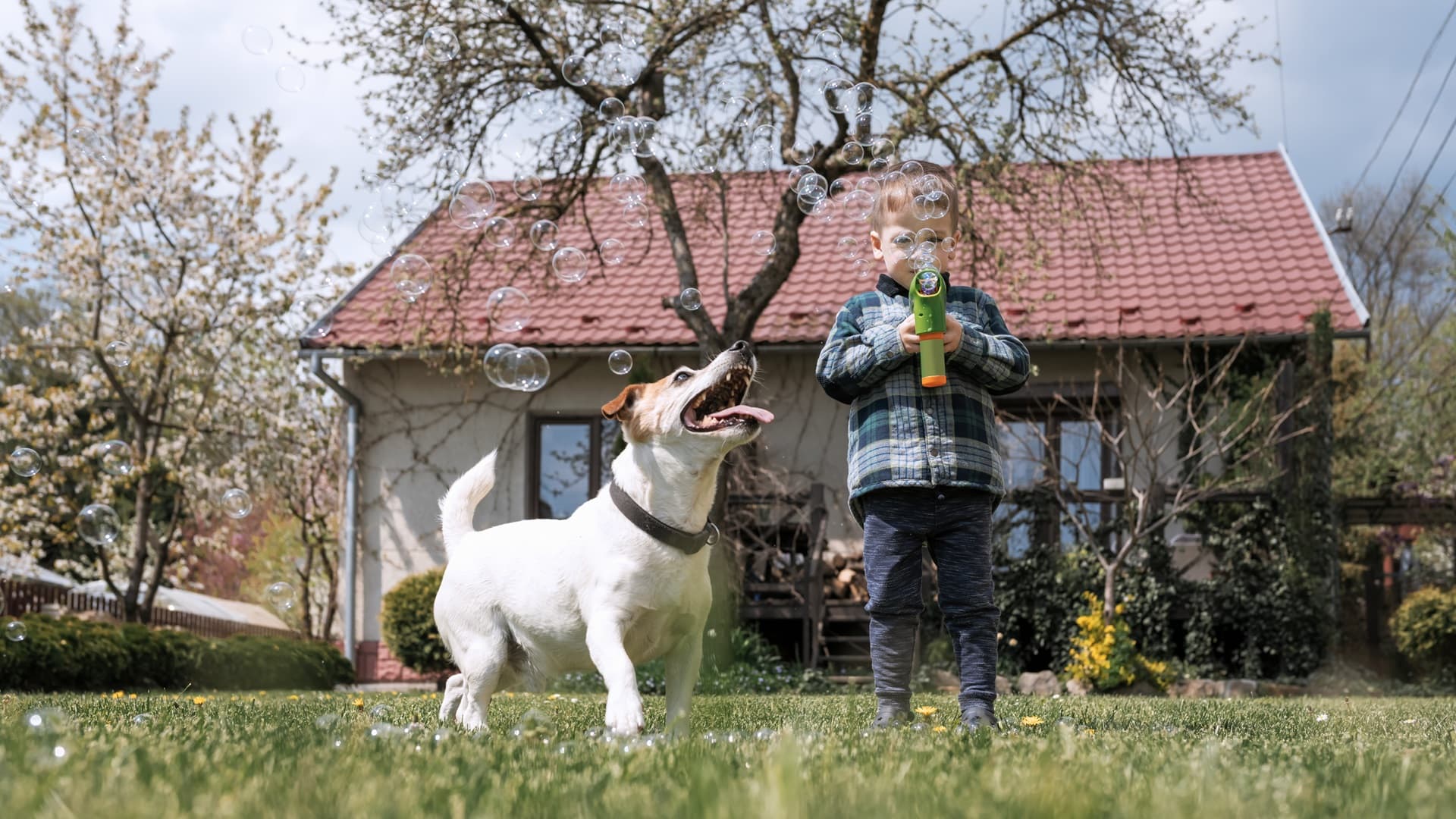 Piha, jossa lemmikki viihtyy – turvallinen ja toimiva suunnitelma