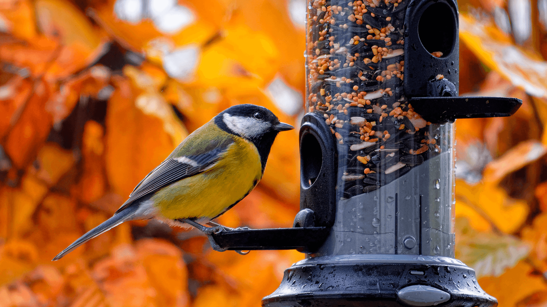 Lintujen ruokinta taloyhtiössä: yhteiset pelisäännöt ehkäisevät ongelmia