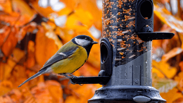 lintu ruokinta-automaatilla