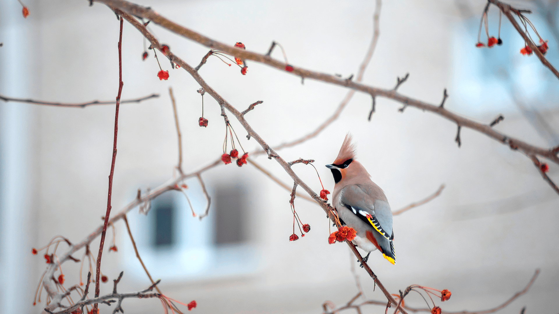 <p data-block-key="x6od2">Selkeät pelisäännöt ja vastuuhenkilö tekevät lintujen seuraamisesta miellyttävän osan talven arkea taloyhtiössä. (Kuva Adobe Stock)</p>