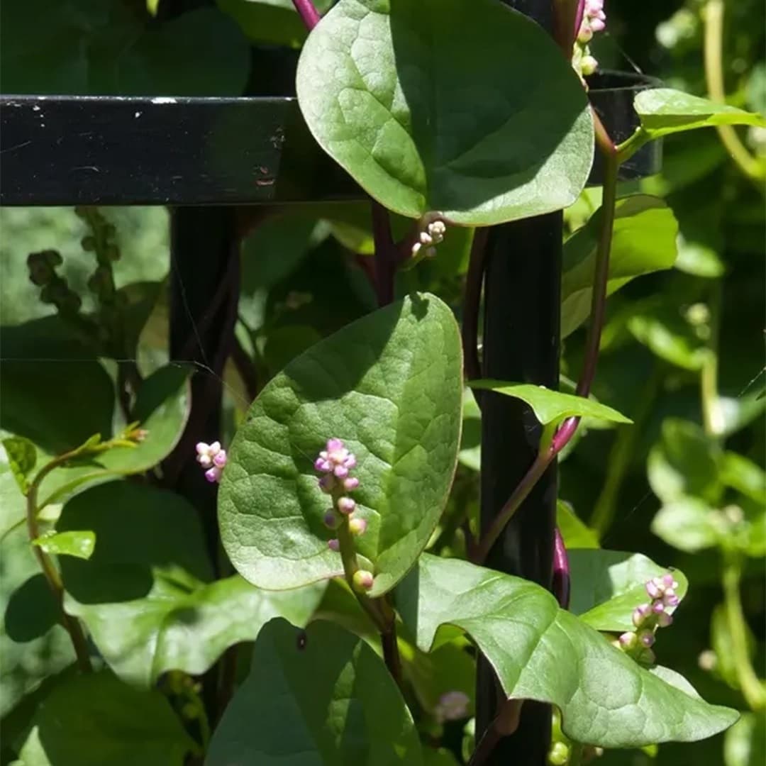 <p data-block-key="vlypr">Malabarinpinaatti viihtyy lämpimässä, mutta ei paahtavassa kuumuudessa. Se on koristeellinen köynnös, josta käytetään nuoria lehtiä tuoreena ja vanhempia pinaatin tapaan. Ne ovat oikeita voimapommeja, joiden ravintoaineet voittavat tavallisen pinaatin. Tasainen kastelu ja lannoitus tuottavat hyvinvoivan lehdistön ja laadukkaan sadon.</p>