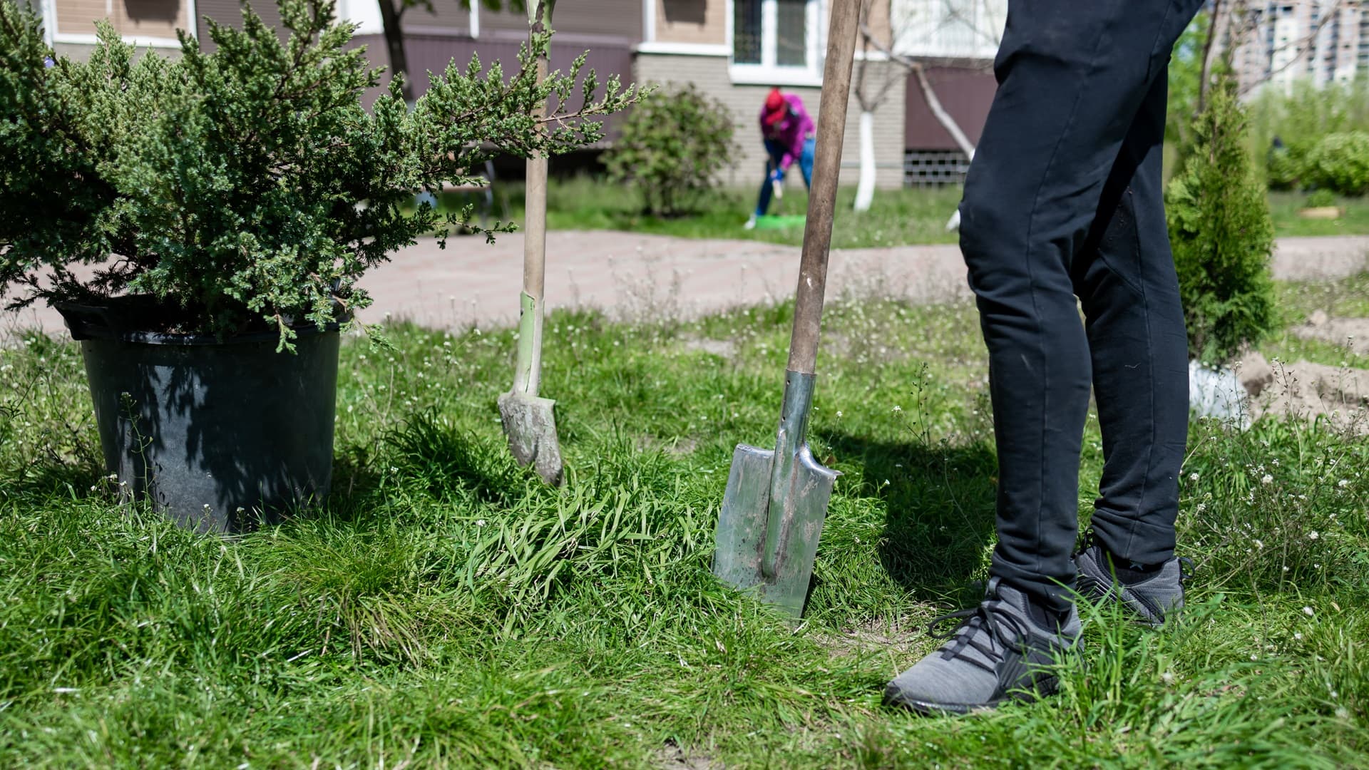 Piha kuntoon OSA 2/6: Ovatko pensaat pusikoita? Miltä pihan pensaat näyttävät?