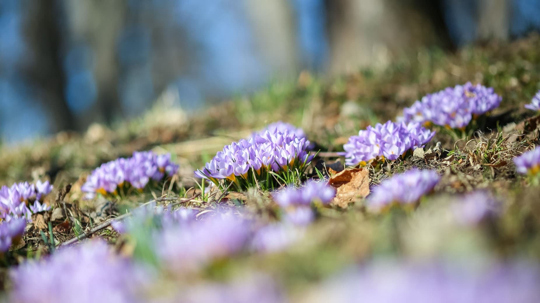 Näin valmistat puutarhan jo syksyllä ensi kevääseen